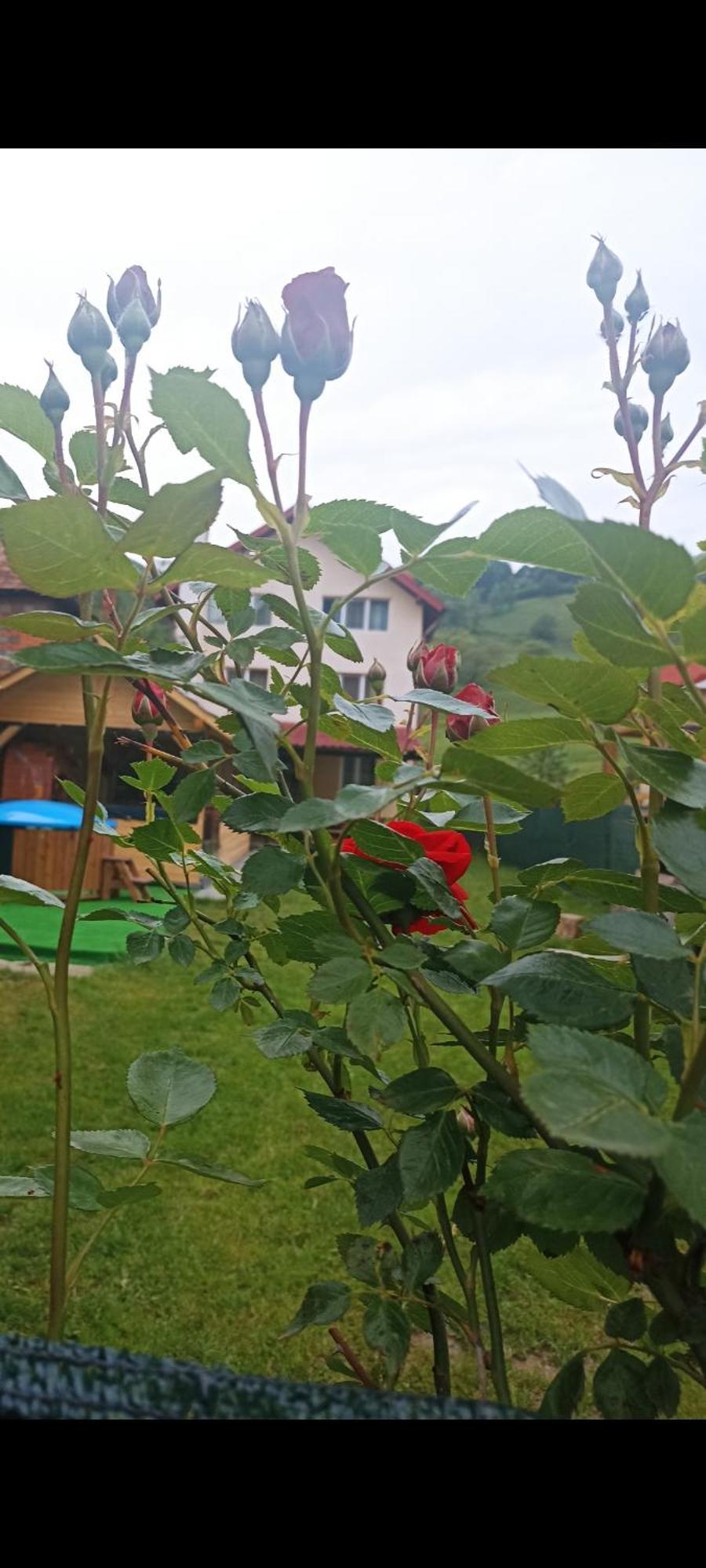 Hotel Popasul Drumetului Transfagarasan Curtea de Argeş Esterno foto